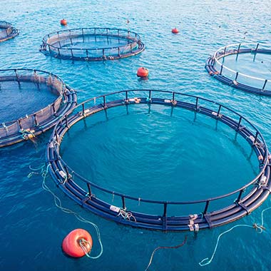 Gaiolas de rede para aquicultura com crustáceos e moluscos cultivados. O amoníaco é um subproduto da agricultura que também pode ser tóxico para os peixes.